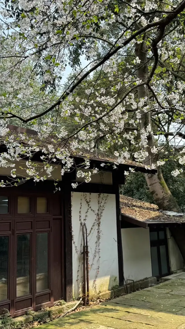 Pushing open the window, I am greeted by a spring scene as splendid as a tapestry of blooming flowers