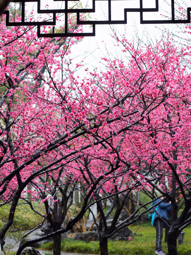 蘇州賞梅地圖，可園梅花正在盛放！