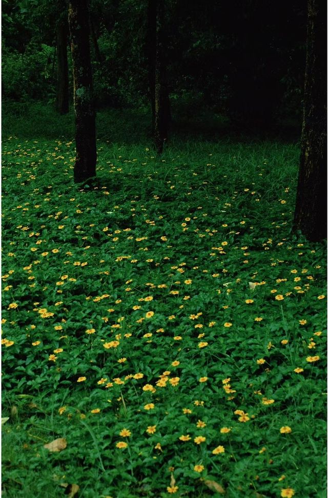 深圳公園拍照|愛上雨天的綠色！孩子花海！