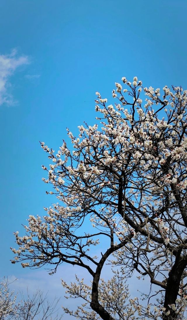 十里梅花香雪海🌸快來蘇州香雪海解鎖滿園「梅」好時光！！