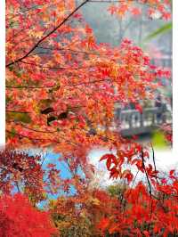吉林最美紅葉地蛟河紅葉谷
