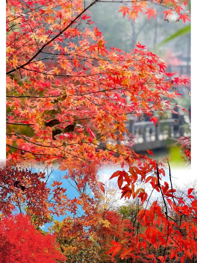 吉林最美紅葉地蛟河紅葉谷