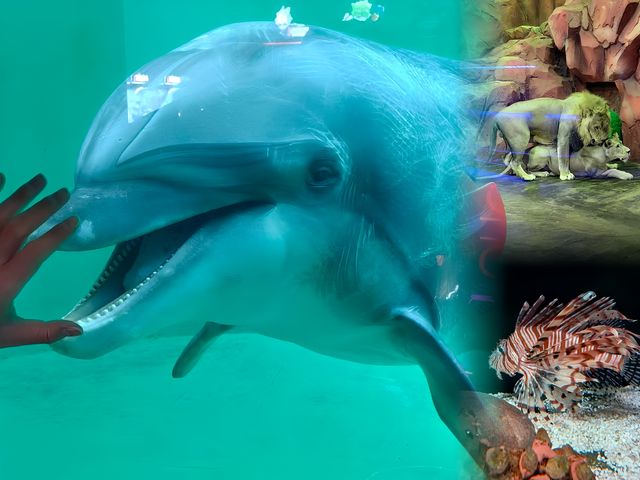哈爾濱‖極地館 海洋館‖逃學企鵝來啦