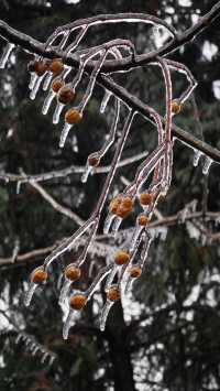 最美雪景｜春天冻雨覆蓋下的東林寺淨土苑