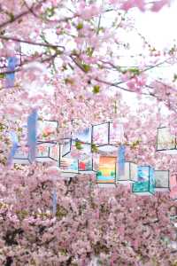接下來江南三月的花季，美的不像話！