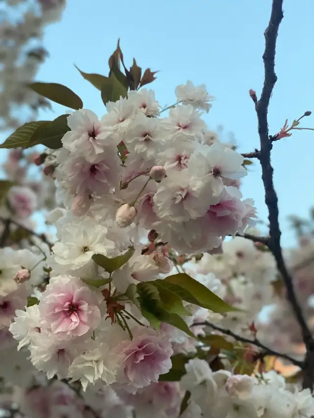 Xi'an Cherry Blossoms