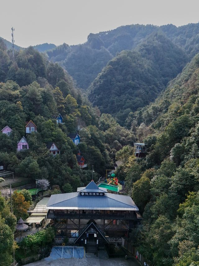 四明大橋的櫻花盛開了，自駕線路推薦