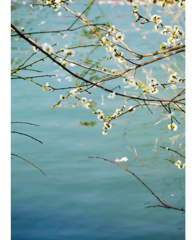 浙江|湖州|賞梅地圖