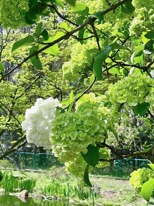 春日花海盛宴走進油畫裡的「莫奈花園」