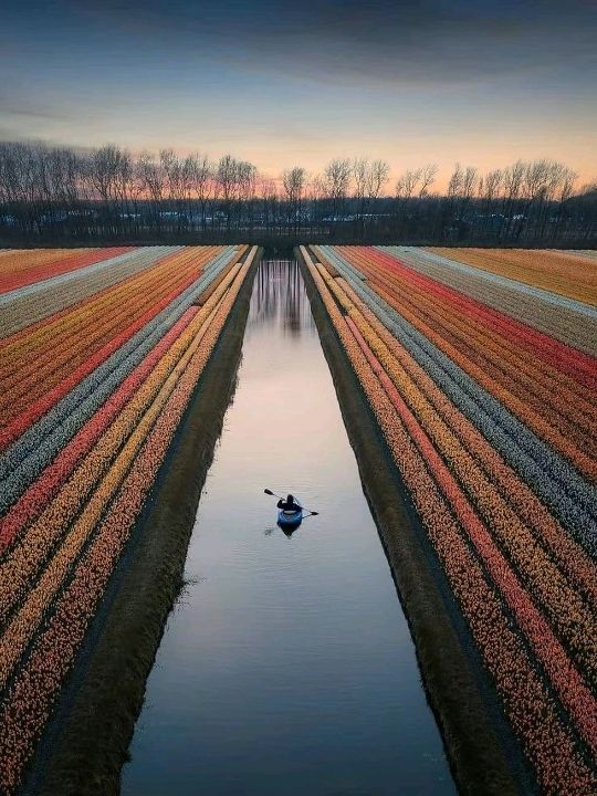 World's Most Beautiful Spring Blossoms🌸🇳🇱