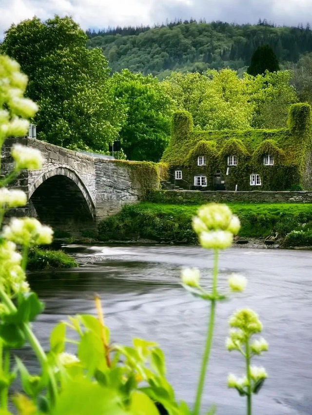 Blossom 🌸 splendor 🇷🇴🇬🇧🏴🇨🇿