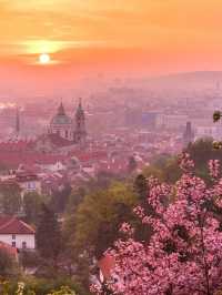 Blossom 🌸 splendor 🇷🇴🇬🇧🏴🇨🇿