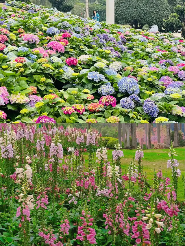 廣州新的莫奈花園……繡球花海！！！