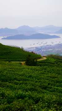 江浙滄小眾徒步踏青：終點是能看到大海的茶園，石浦鎮大金山