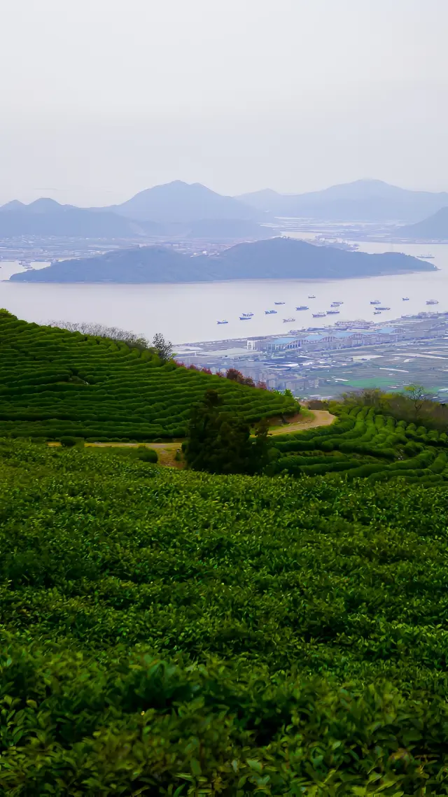 Off-the-beaten-path hiking and spring outing in Jiangsu, Zhejiang, and Shanghai: The destination is a tea plantation overlooking the sea at Dajinshan in Shipu Town