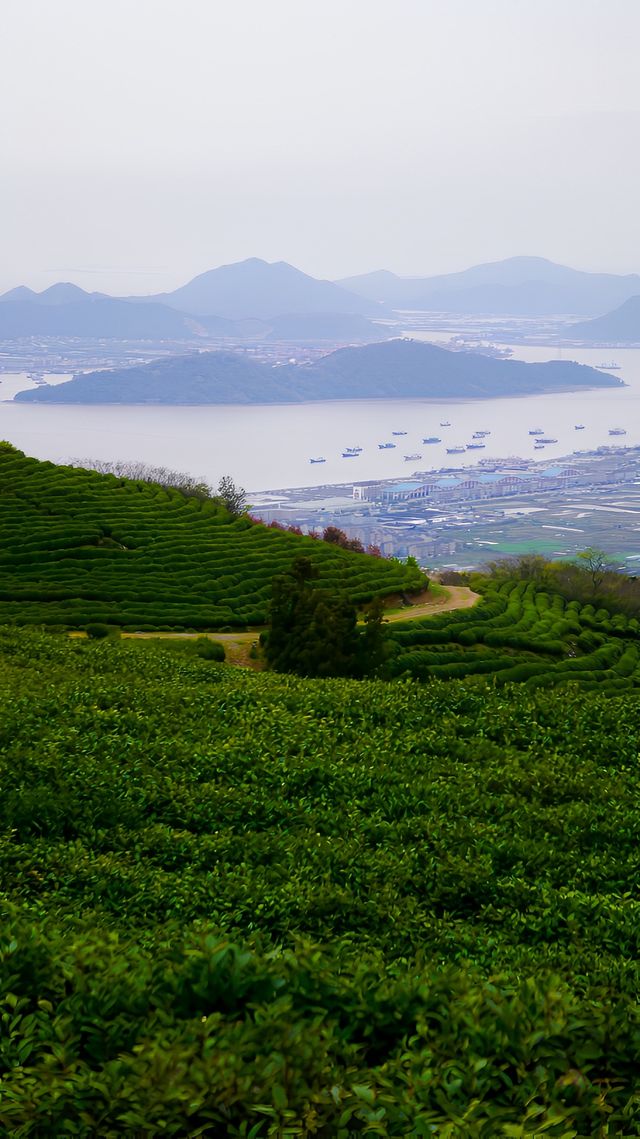 江浙滄小眾徒步踏青：終點是能看到大海的茶園，石浦鎮大金山