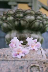 赴約常熟清涼寺百年楸樹開花