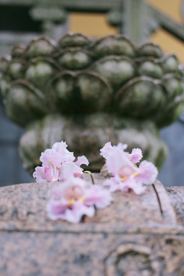 赴約常熟清涼寺百年楸樹開花