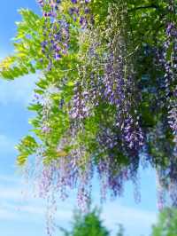 嘉定紫藤園|一簾簾紫色花瀑，詩意了四月天