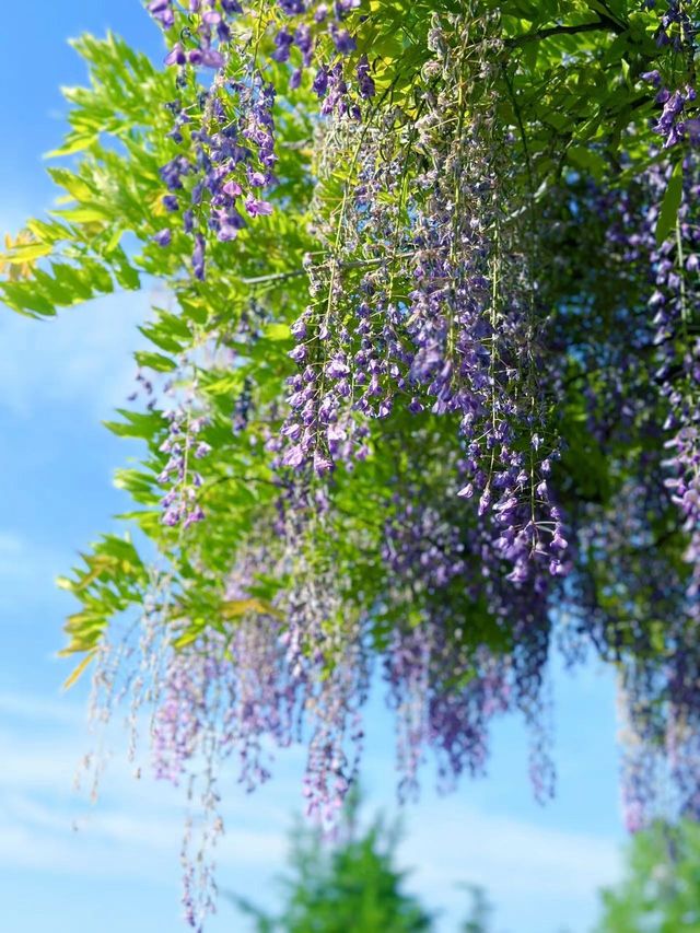 嘉定紫藤園|一簾簾紫色花瀑，詩意了四月天