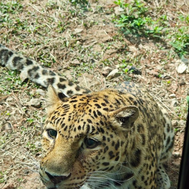 廣州動物園一日遊！🆓蓋章🕹️遊玩攻略