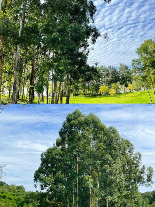 在成都！七個想去拍無數次的公園！氛圍絕了