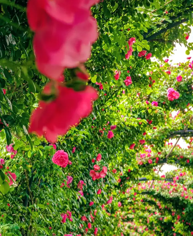 五一の休日には、広富林郊外公園の花廊をお見逃しなく