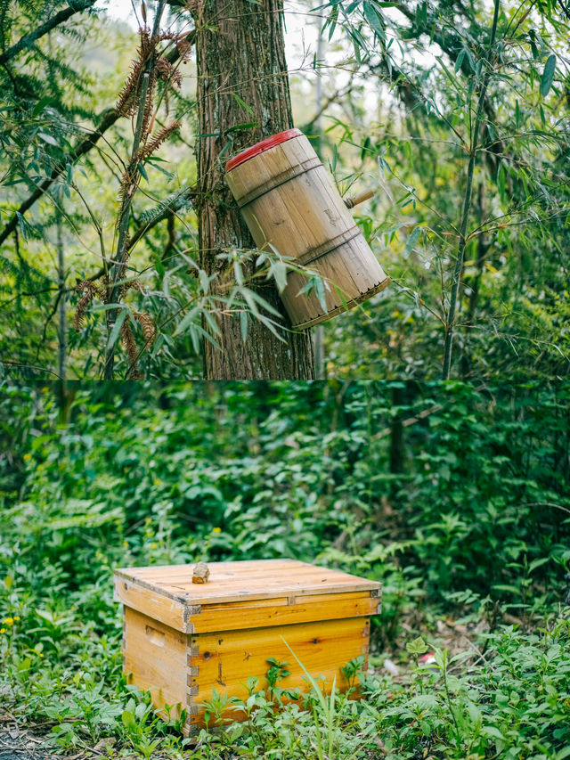 蜜蜂谷｜中華蜜蜂的發源地之一