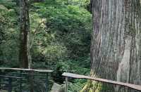 天目山大樹王