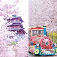古柏渡豐樂櫻花園