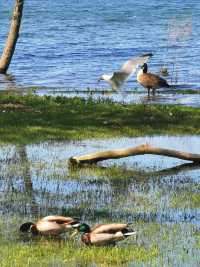 湖心島公園：這絕美的城市天際線，比紐約曼哈頓也不遑多讓