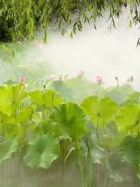 台州臨海靈湖公園，荷花盛開如詩如畫！