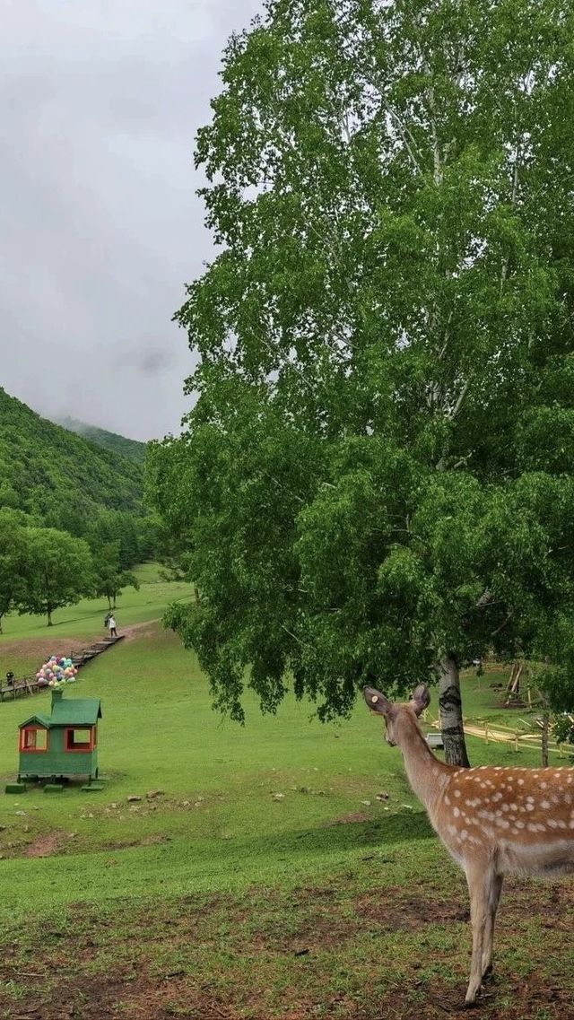 黑龍江伊春，千元遊半天！邂逅不加濾鏡的童話森林
