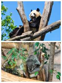 法國聖艾尼昂博瓦爾動物園