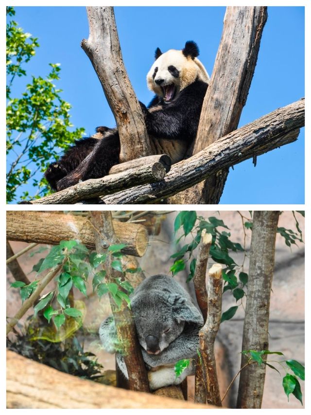 法國聖艾尼昂博瓦爾動物園