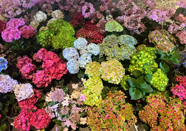 Hakone Ten-yu Hotel: An International Experience of Hot Springs, Scenic Views, and Music