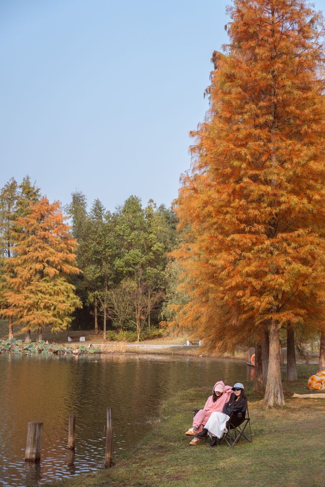 長沙賞秋寶藏地公園20分鐘效應。