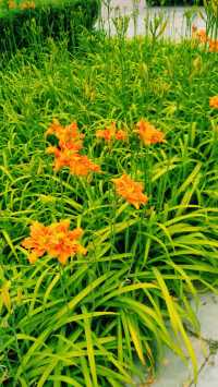 魅力芝加哥｜千禧公園，現代藝術與城市風光的璀璨交匯。