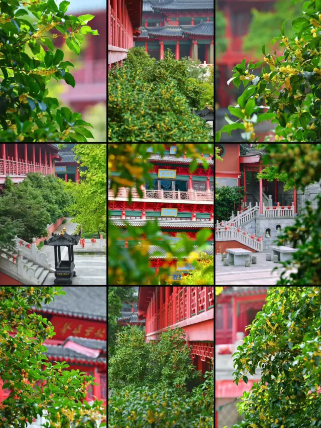 比起雞鳴寺,我更喜歡這個滿園桂香小眾寺!。