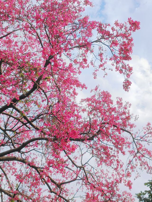 10月14日實拍！麓湖公園的異木棉開花了！