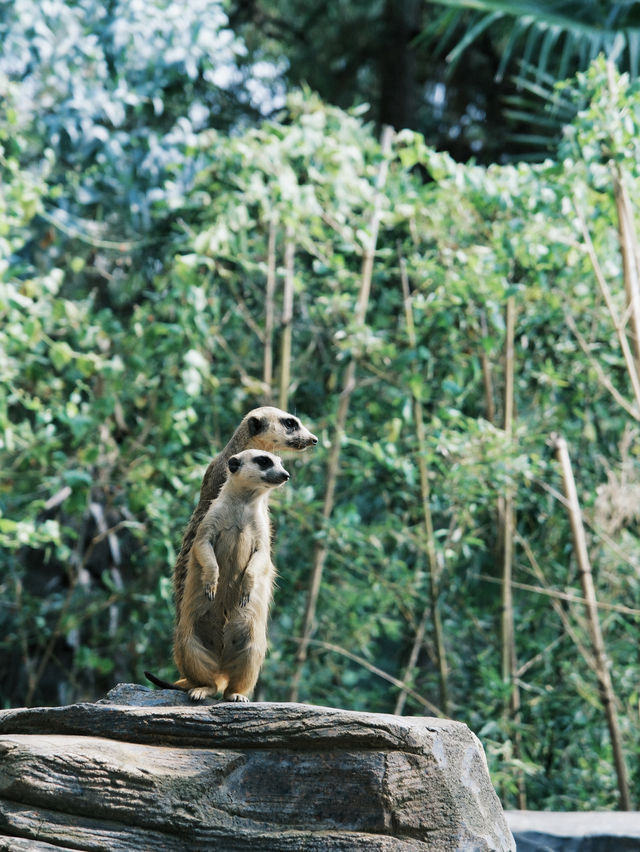 周末遛娃慢慢玩 | 這個動物園真的太離譜了。