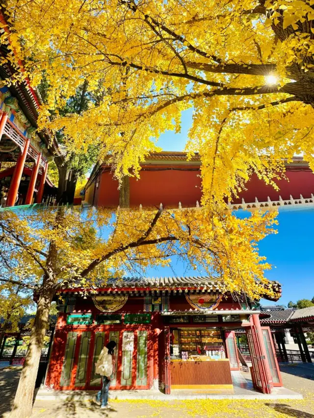 중산공원｜베이징 은행나무의 최고봉이라 할 만해요!