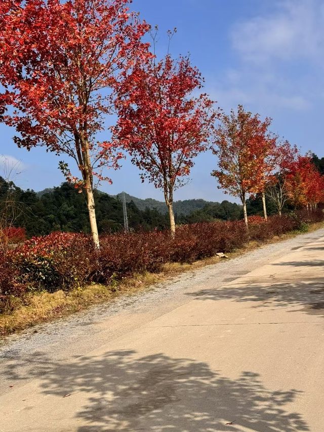 韶關嶺南紅葉世界。