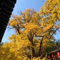 這個秋天被晉祠的銀杏美得令人驚嘆。