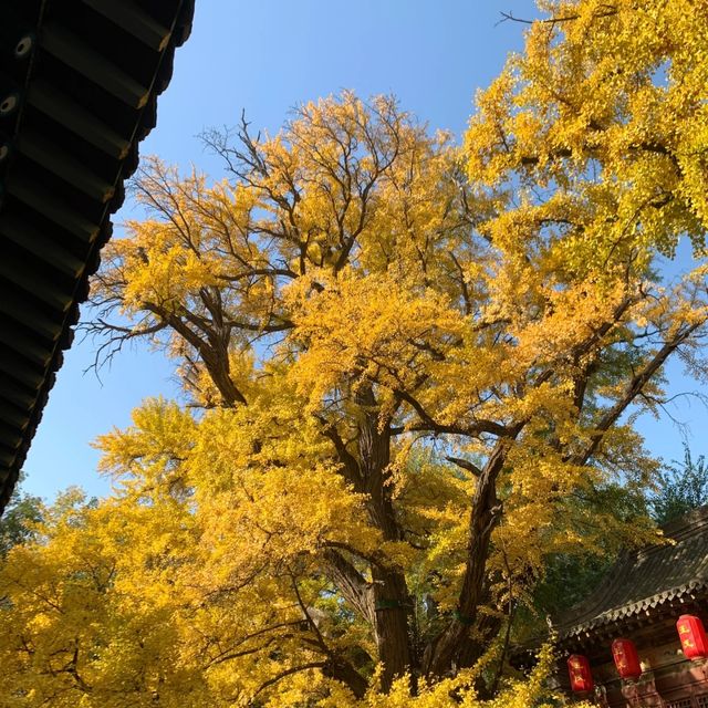 這個秋天被晉祠的銀杏美得令人驚嘆。