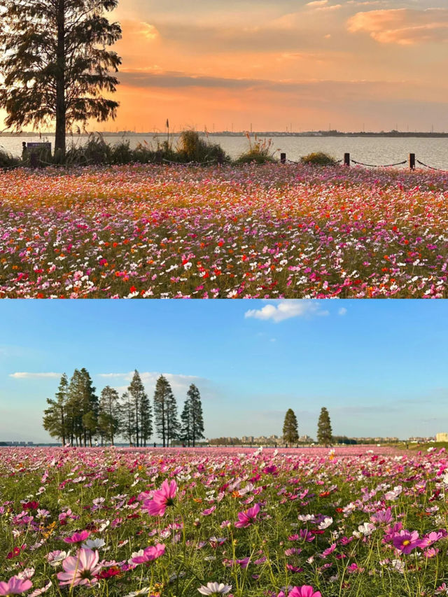 上海1小時千萬別錯過秋日淀山湖粉色花海。