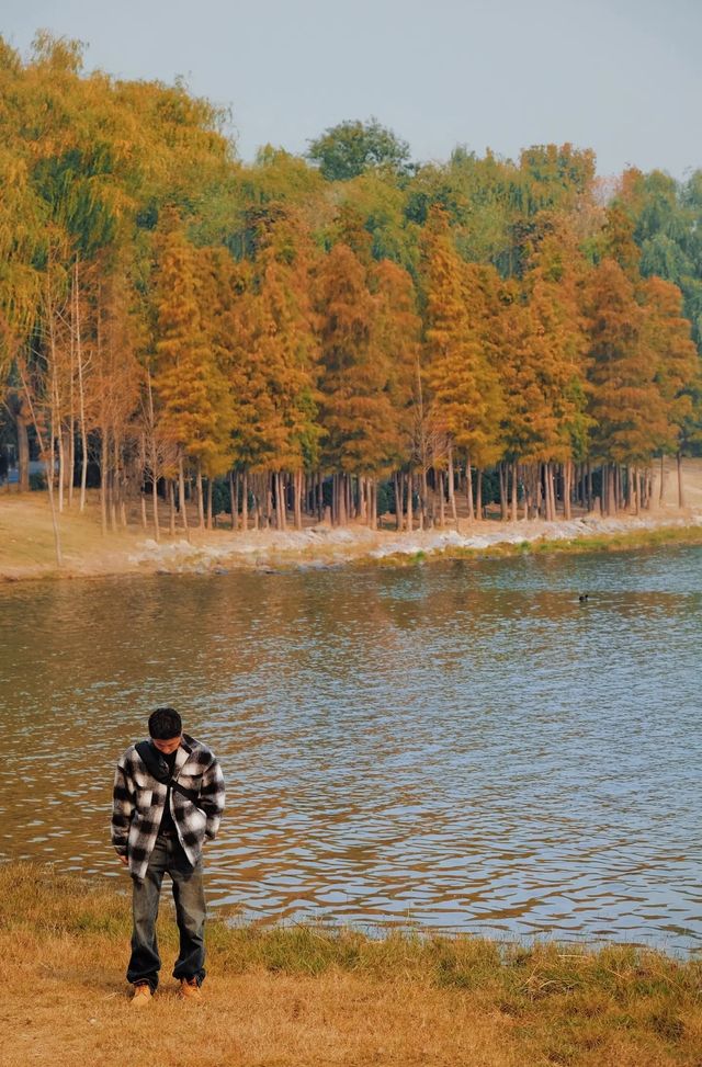 北龍湖濕地公園的水杉，開始紅了。
