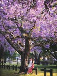 Sydney's Jacaranda Season is Here!