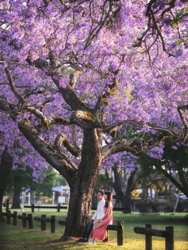 Sydney's Jacaranda Season is Here!
