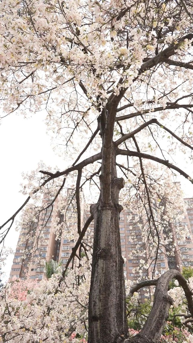 廣州入冬啦！來一場雪吧。